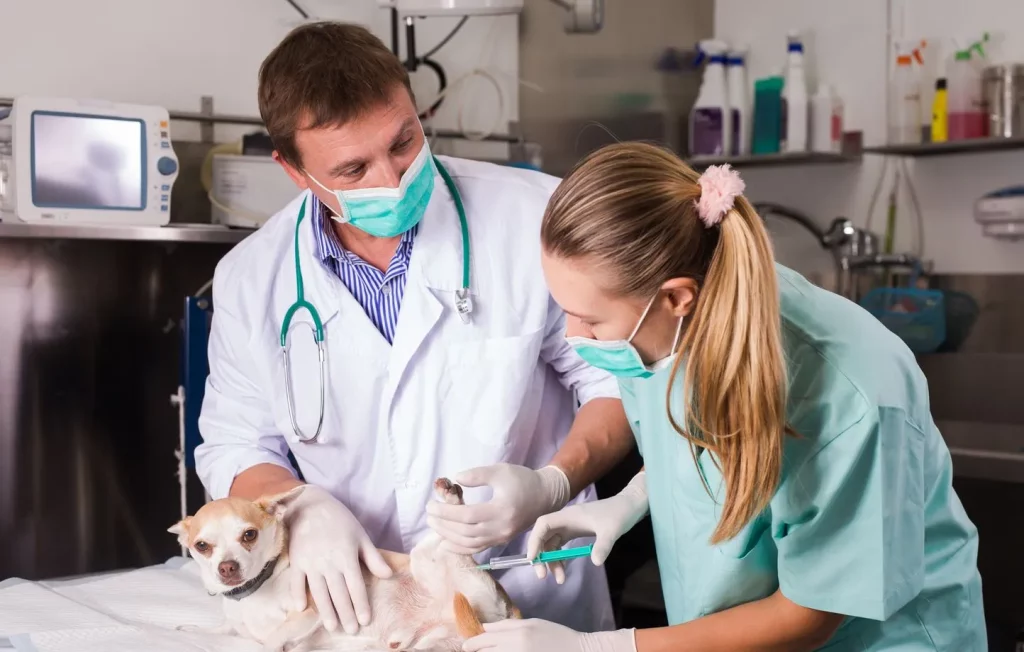 la médecine vétérinaire en belgique